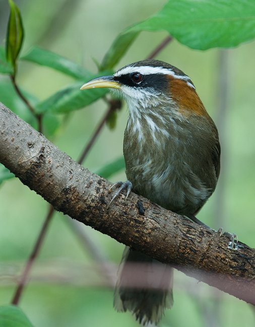 Scimitar-Babbler